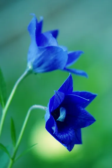 blumen-fotografieren