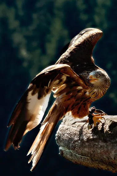 greifvogel-vogelpark