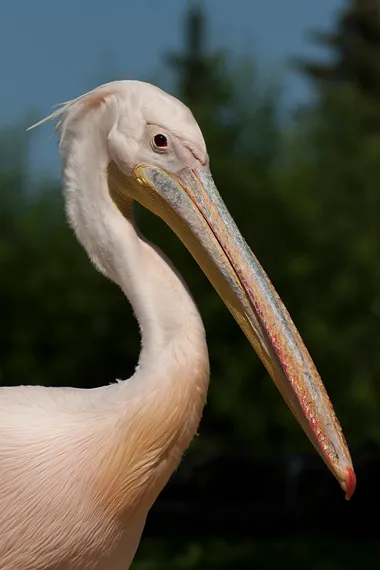 vogelpark-walsrode